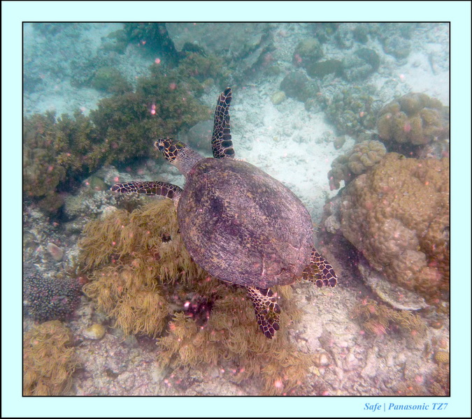 2009    07    Manatabuan 36